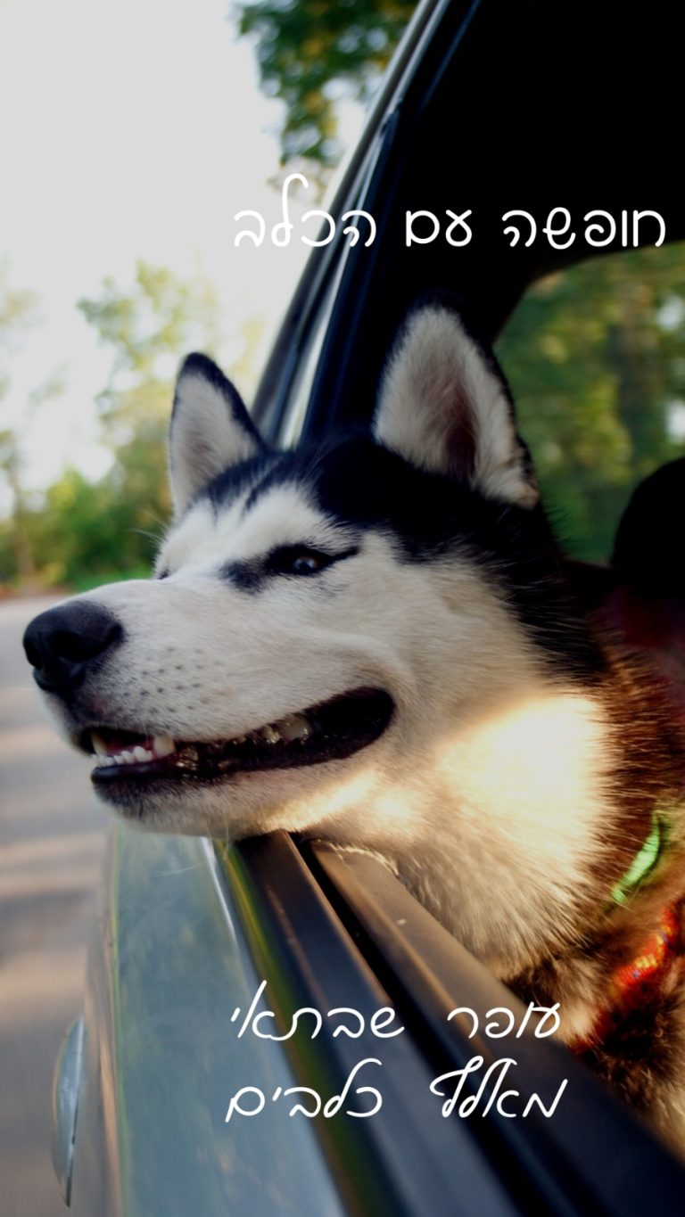 עופר שבתאי מאלף כלבים פתח תקווה