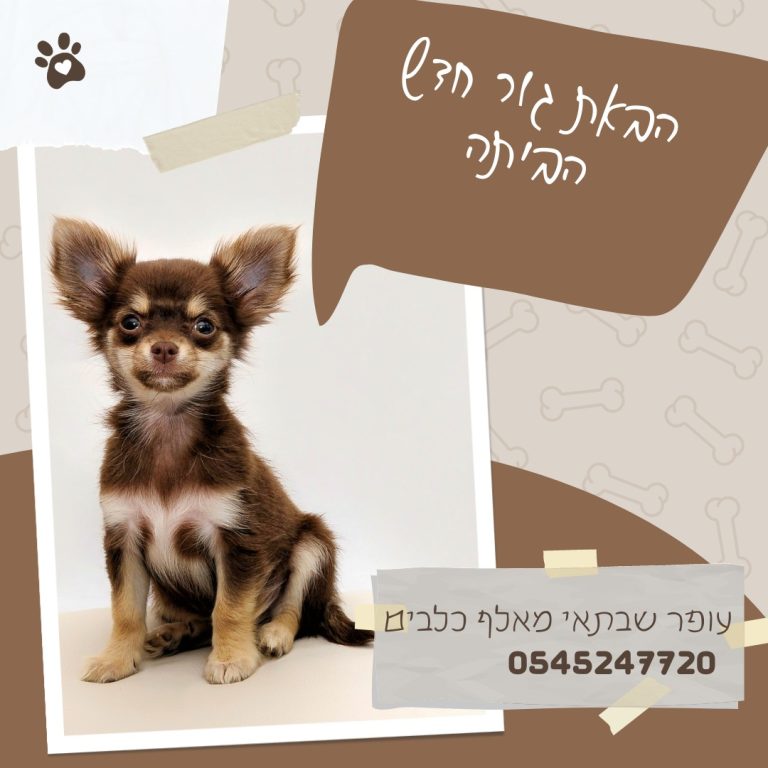 איך לבחור את הגור הנכון