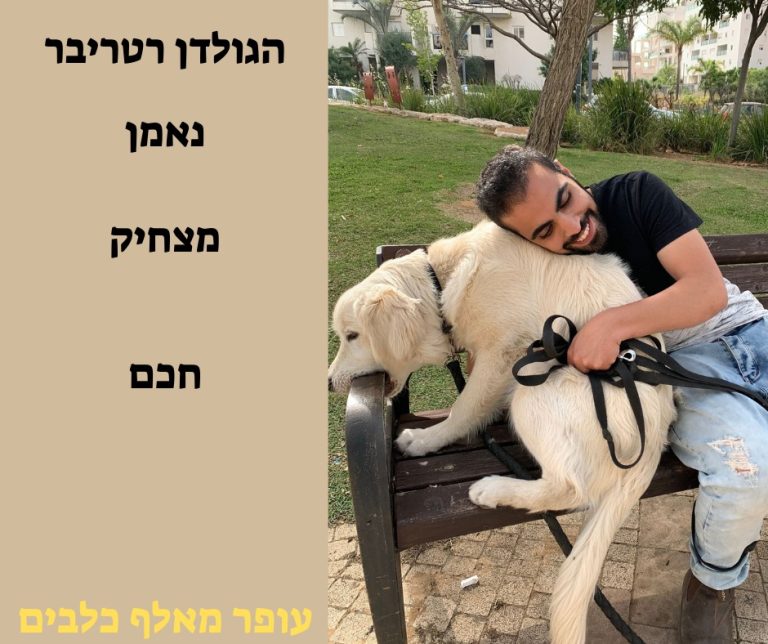 גולדן רטריבר