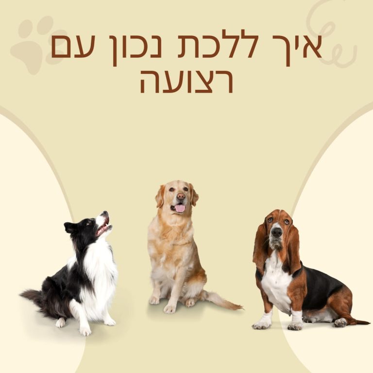 איך ללכת נכון עם רצועה