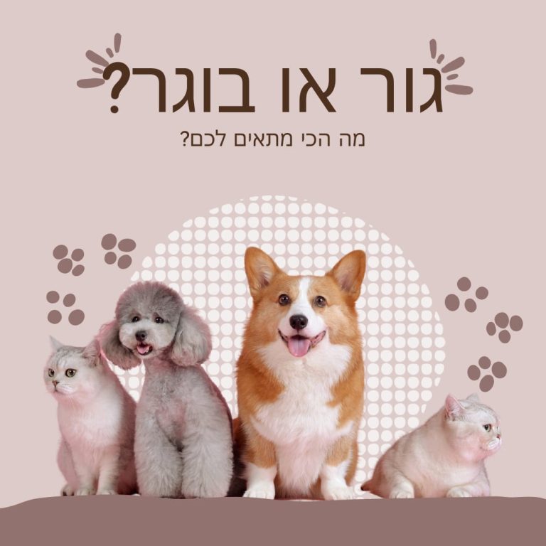 אימוץ כלב גור או בוגר