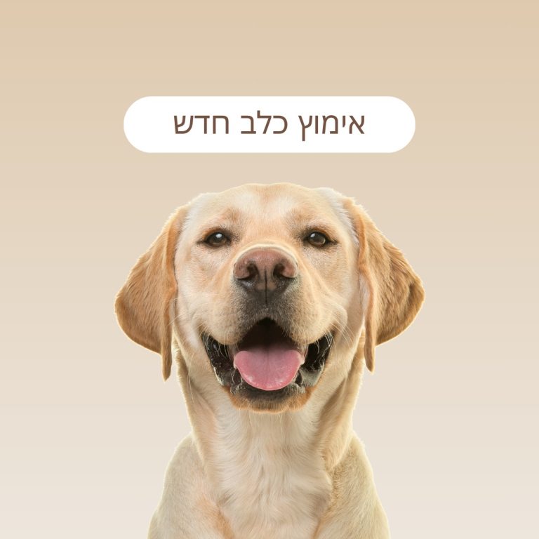אימוץ כלב חדש